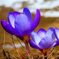 Shirley Mae Tinley