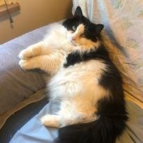 Buddy Bonacci