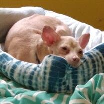 Twinkie Bohling