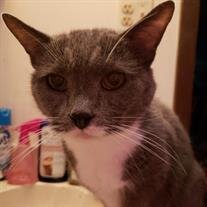 Meow Koperski
