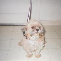 Gizmo Way