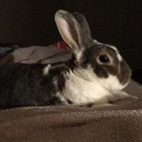 Sir Flops Ickes