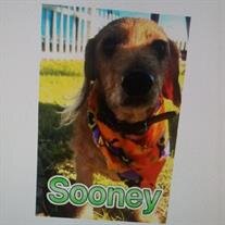 Sooney Harrison