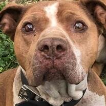 Chico