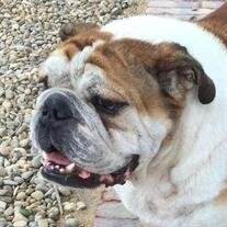 Maximus