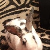 Bun Bun