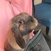 Mopsy
