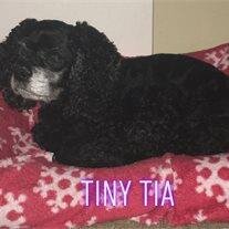 Tia