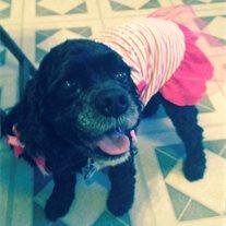 Tia