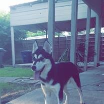 Bella