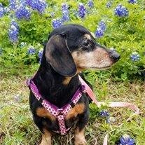 Lucybelle
