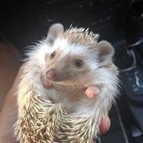 Astro
