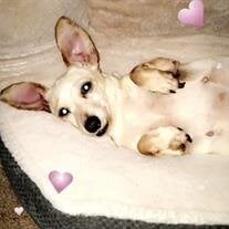 Sophie