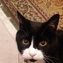 Sylvester