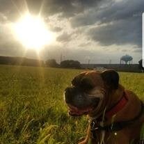 Sir Bulbasaur Perez