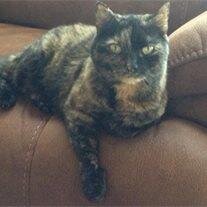 Cicely