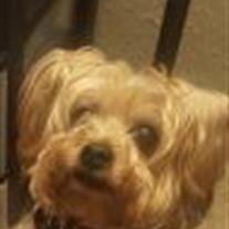 Snickerdoodle