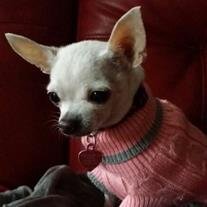 Chloe