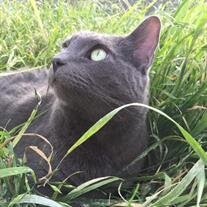Romeo