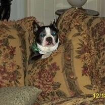 Bandit