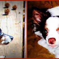 Nibbles and Ringo Star