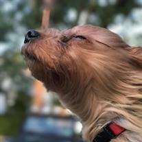 Tuffy