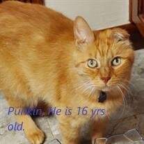 Punkin Morrell