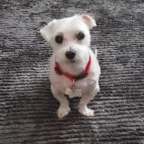 Ruffles Coriano