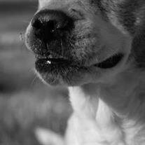 Heidi