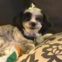 Dottie