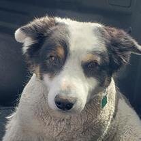 Toby