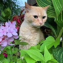 Buttercup Mokrzycki
