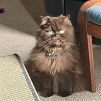Selina Mae Kitty Cat Morris