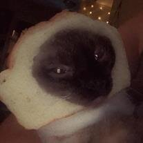 Biscuit Cordell