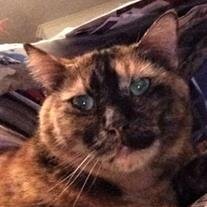 Miss Tiggys Stewart