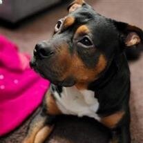 Brutus Peddicord