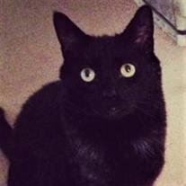 Binx Newhouse