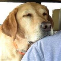 Shiloh Helms