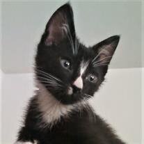 Joey Cat-Dog Stanton