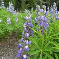 Catherine Ann Foster