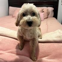 Duko Sanchez