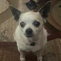 Chloe