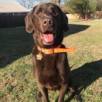 Duke
