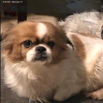 Lola Guaba