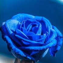 Rosario "Rosie" Vela