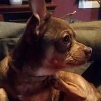Gizmo Acton