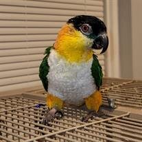 Lil Bird Mount