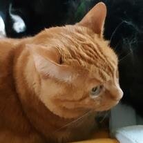 Murphy Staniech