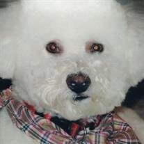 Max Angelo