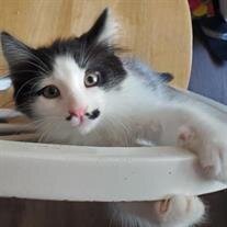 Sam Elliott Johnson